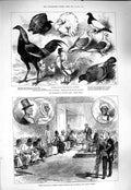 Original Old Antique Print 1877 Birmingham Poultry Show Sierra Leone Shepboro