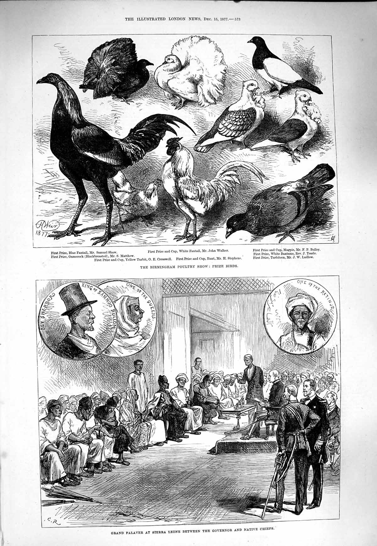 Original Old Antique Print 1877 Birmingham Poultry Show Sierra Leone Shepboro