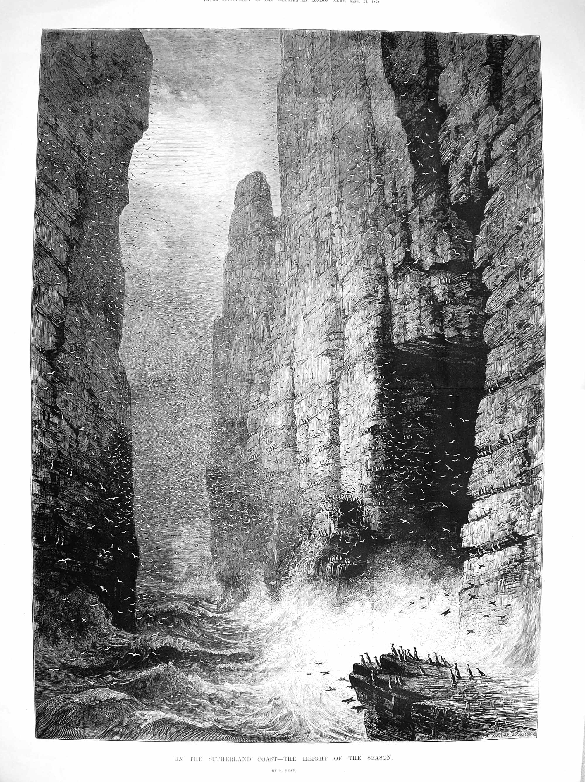 Original Old Antique Print 1878 Stacks Sutherland Coast Scotland Sea Birds Art