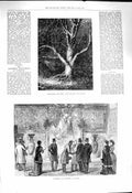 Old Antique Print 1878 Exhibition Tapestry Woolwich Silver-Bark Ash Tree 19th
