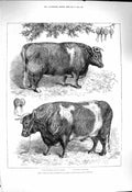 Old Antique Print 1878 Prize Cattle Smithfield Club Show Islington Heifer 19th