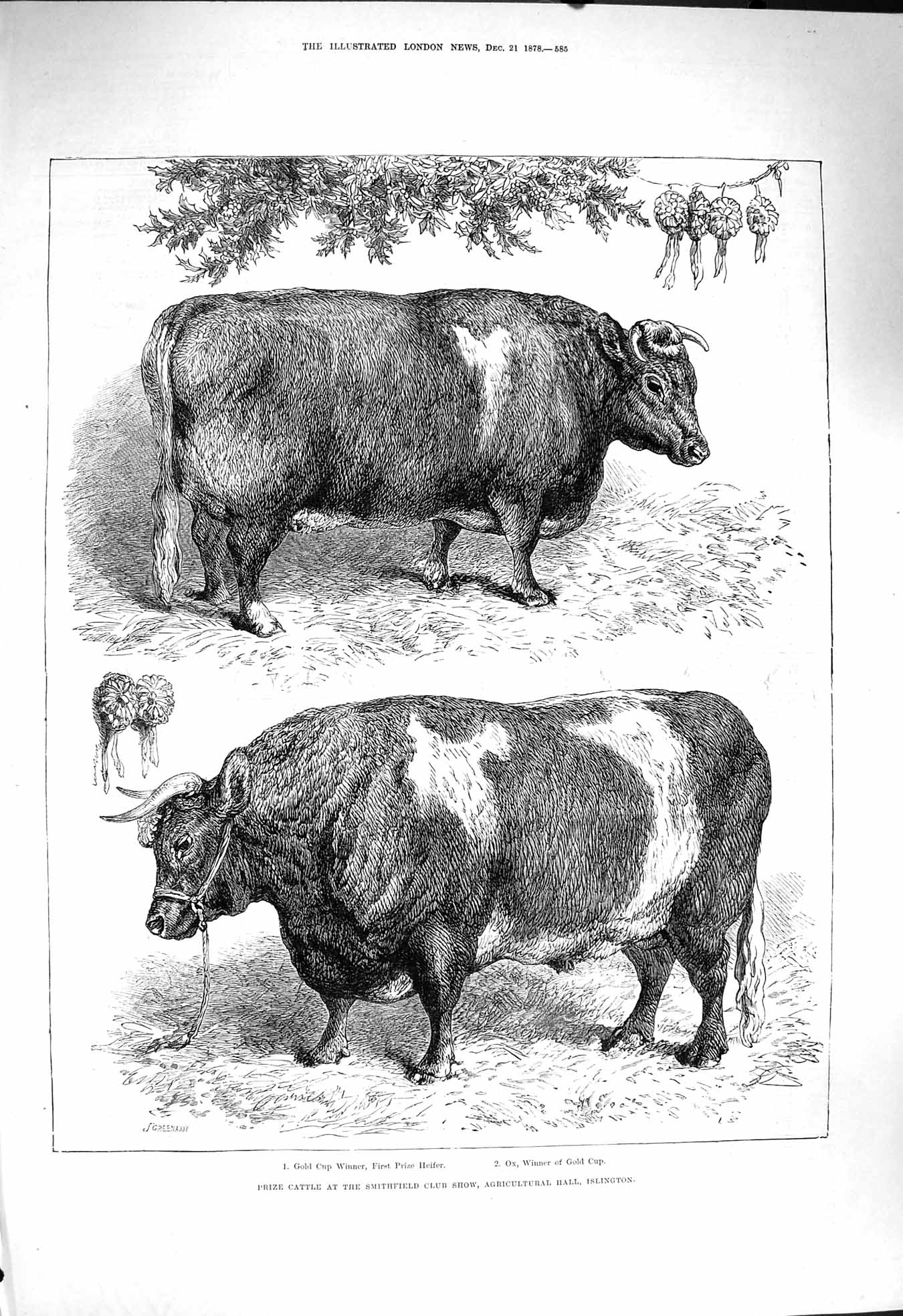 Old Antique Print 1878 Prize Cattle Smithfield Club Show Islington Heifer 19th