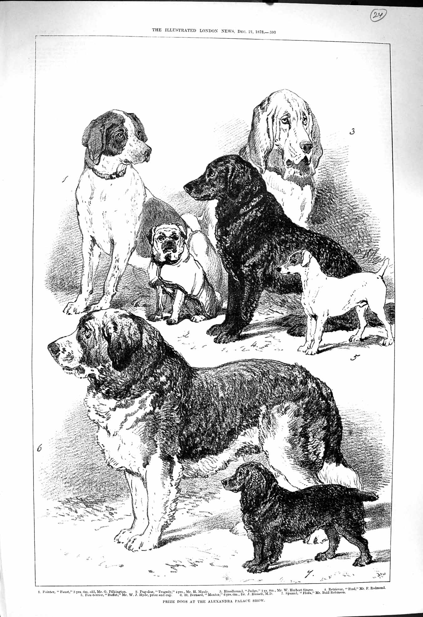 Old Antique Print 1878 Prize Dogs Alexandra Palace Show Pointer Spaniel 19th