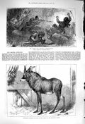 Old Antique Print 1879 Afghan War Trapping Loose-Wallahs Equine Antelope 19th