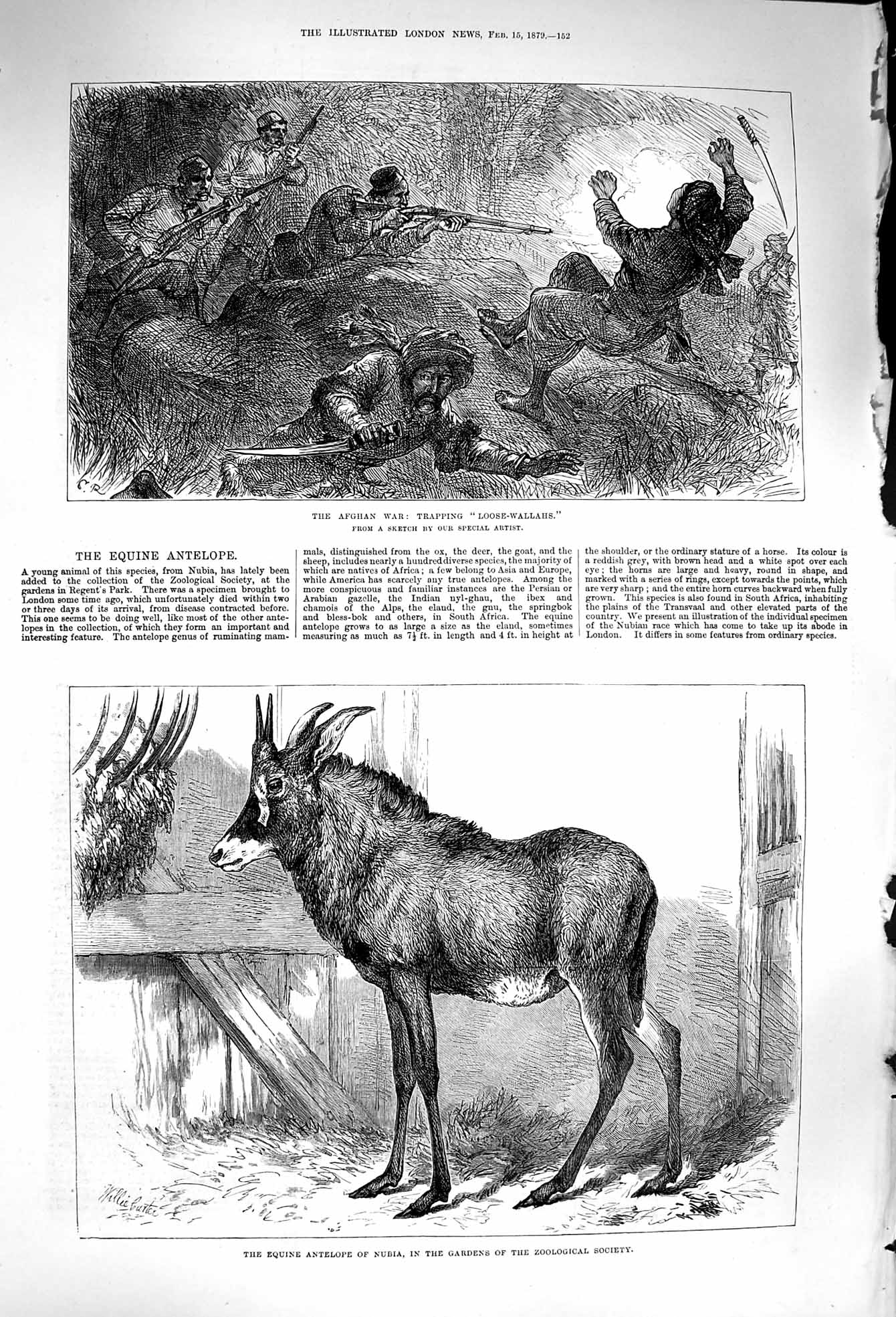 Old Antique Print 1879 Afghan War Trapping Loose-Wallahs Equine Antelope 19th