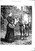Old Antique Print 1879 Father'S Favourite Young Lady Feeding Horse Dadd 19th