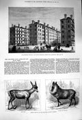 Old Antique Print 1879 Beaconsfield Stroud-Vale Islington Mule Deer Goat 19th