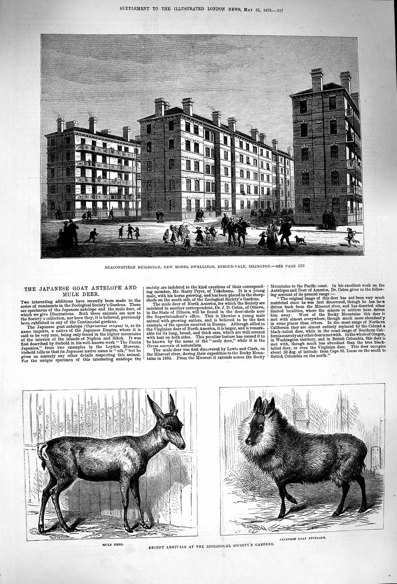 Old Antique Print 1879 Beaconsfield Stroud-Vale Islington Mule Deer Goat 19th