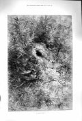 Original Old Antique Print 1879 Bird Nest Trees Music'S Ecstasy Nature 19th