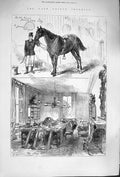 Original Old Antique Print 1879 Prince Imperial Hack Horse Stag Groom Study