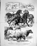 Antique Old Print 1879 Agricultural Show Prize Animals Kilburn Horses Cow 0 19th