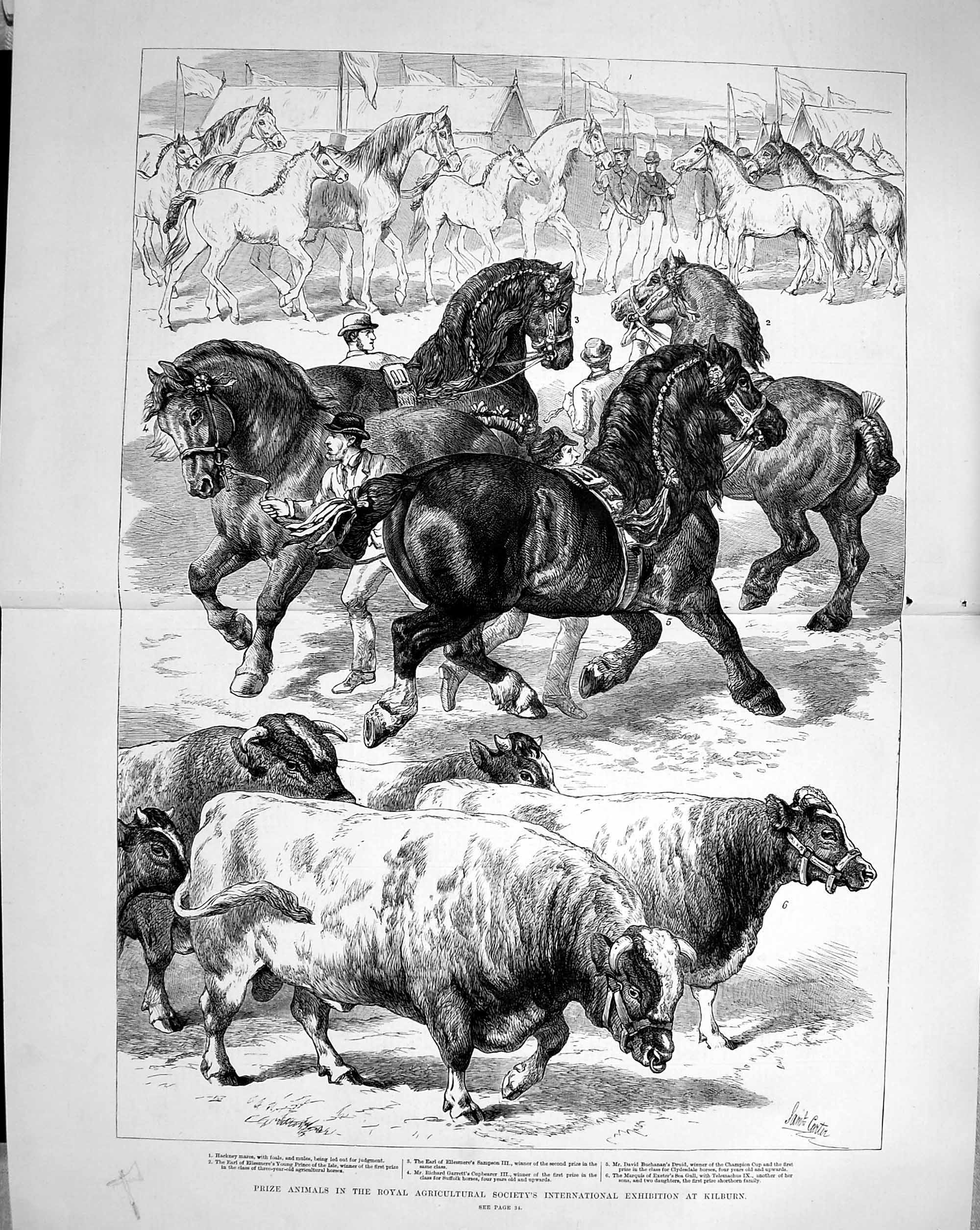 Antique Old Print 1879 Agricultural Show Prize Animals Kilburn Horses Cow 0 19th