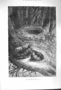 Original Old Antique Print 1879 Fine Art Nature Birds Nest Trees Forest 19th