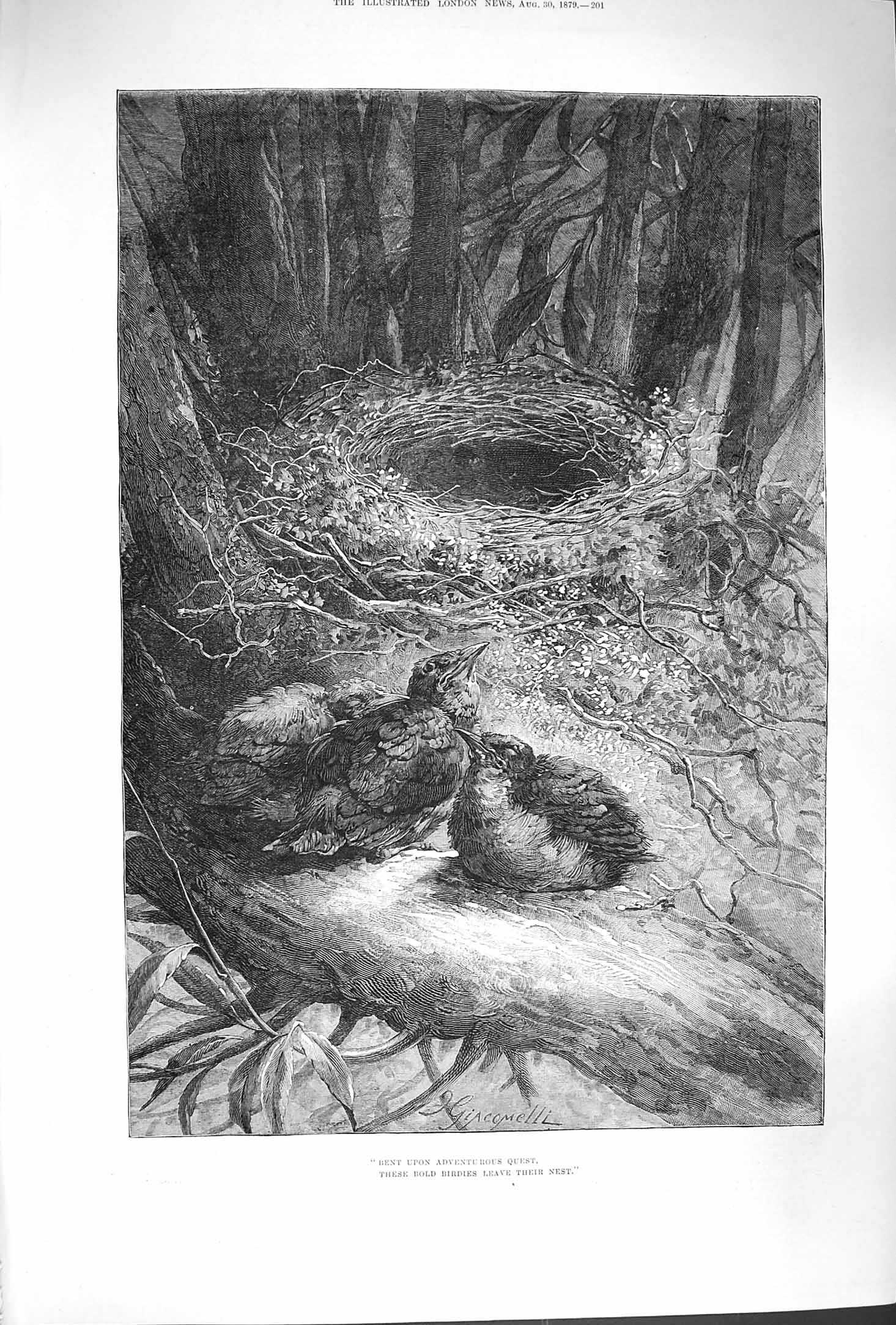 Original Old Antique Print 1879 Fine Art Nature Birds Nest Trees Forest 19th