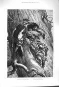 Original Old Antique Print 1879 Young Woodpecker Nest Cliff Birds Tree Fine Art