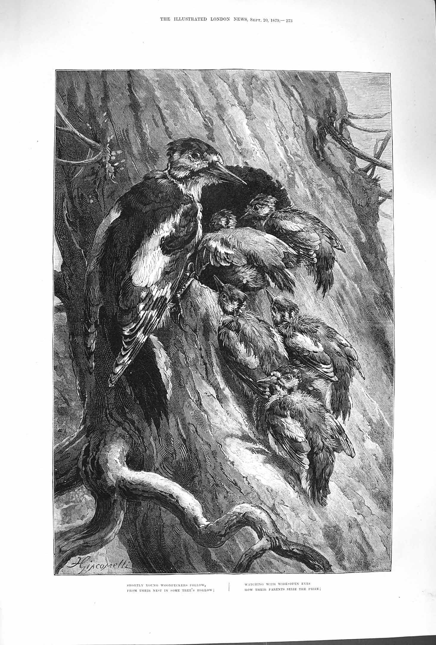 Original Old Antique Print 1879 Young Woodpecker Nest Cliff Birds Tree Fine Art