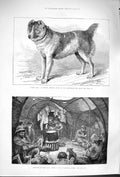 Old Antique Print 1879 Shere Alli Afghan Mastiff Dog Gipsy Mitcham-Common 19th