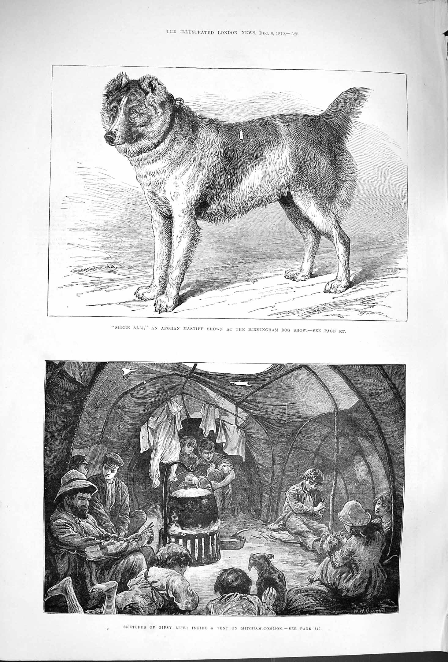 Old Antique Print 1879 Shere Alli Afghan Mastiff Dog Gipsy Mitcham-Common 19th