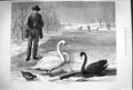 Original Old Antique Print 1879 Frozen Out Swans Birds Ice Lake Man Fine Art