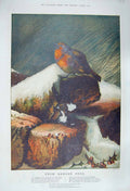 Original Old Antique Print 1879 From Danger Free Damaged Robin Redbreast Bird