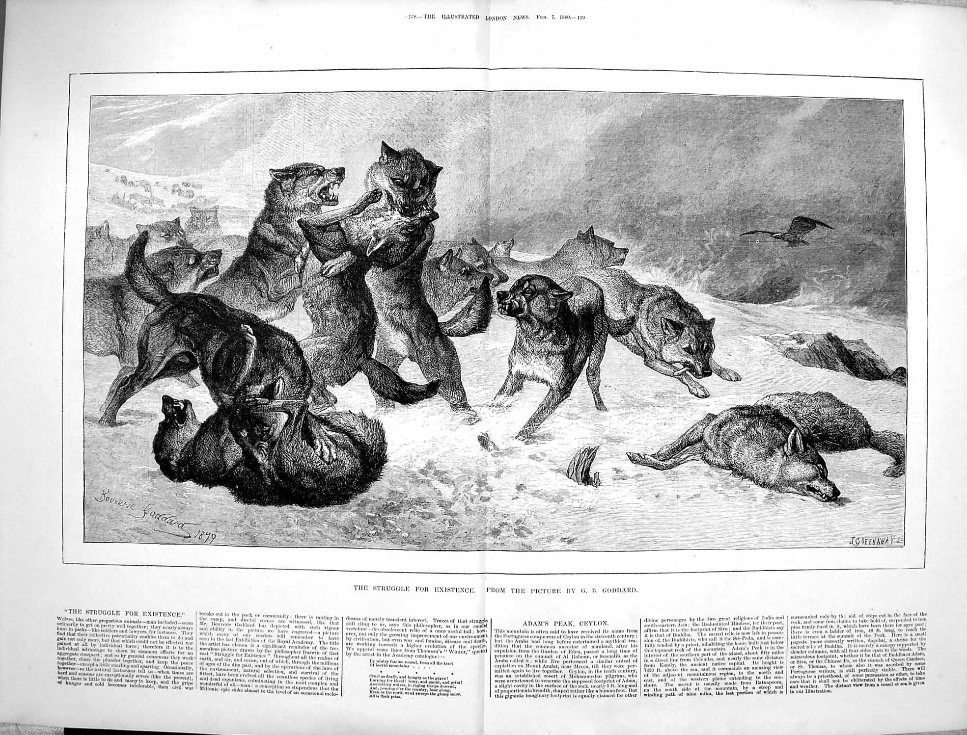 Old Antique Print 1880 Struggle Existence Pack Wolves Fighting Animals 19th