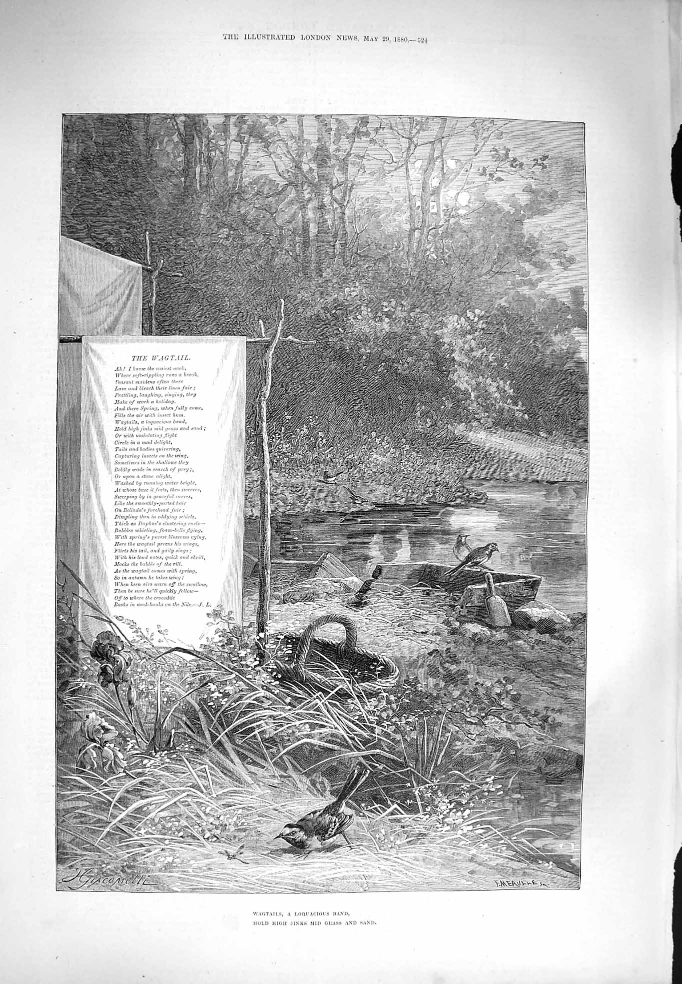 Original Old Antique Print 1880 Nature Wagtails Birds River Trees Victorian