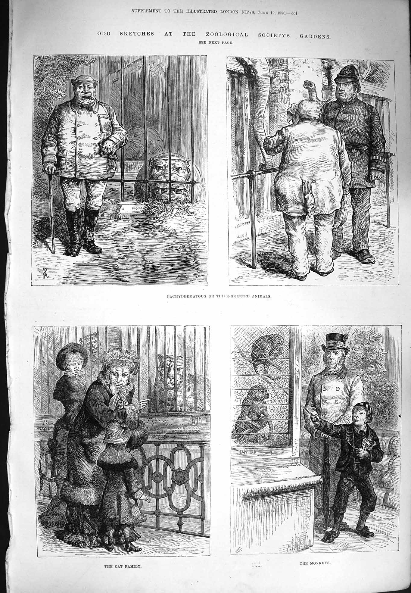 Original Old Antique Print 1880 Zoological Monkeys Cat Pachydermatous Animals