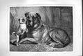 Original Old Antique Print 1880 Comparisons Are Odius Big Small Pet Dogs 19th