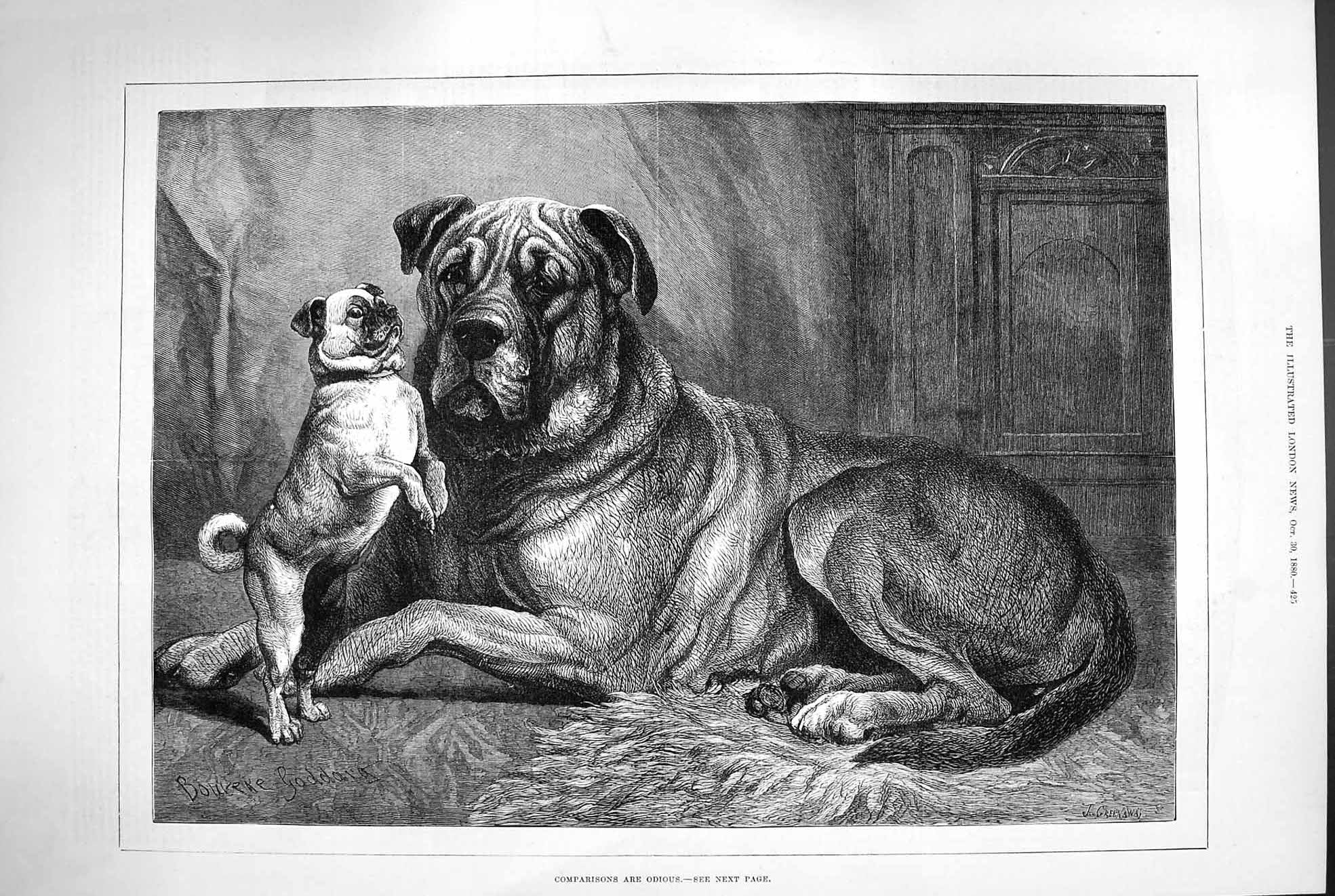 Original Old Antique Print 1880 Comparisons Are Odius Big Small Pet Dogs 19th