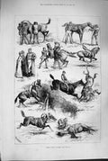 Original Old Antique Print 1880 Steeplechase Horse Racing Jumping Jockeys Sport