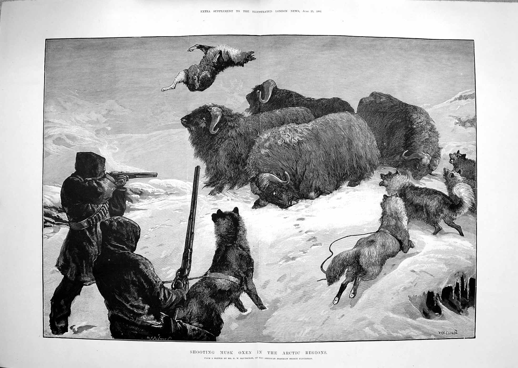 Antique Old Print 1881 Shooting Musk Oxen Arctic Regions Hunting Fine Art 19th