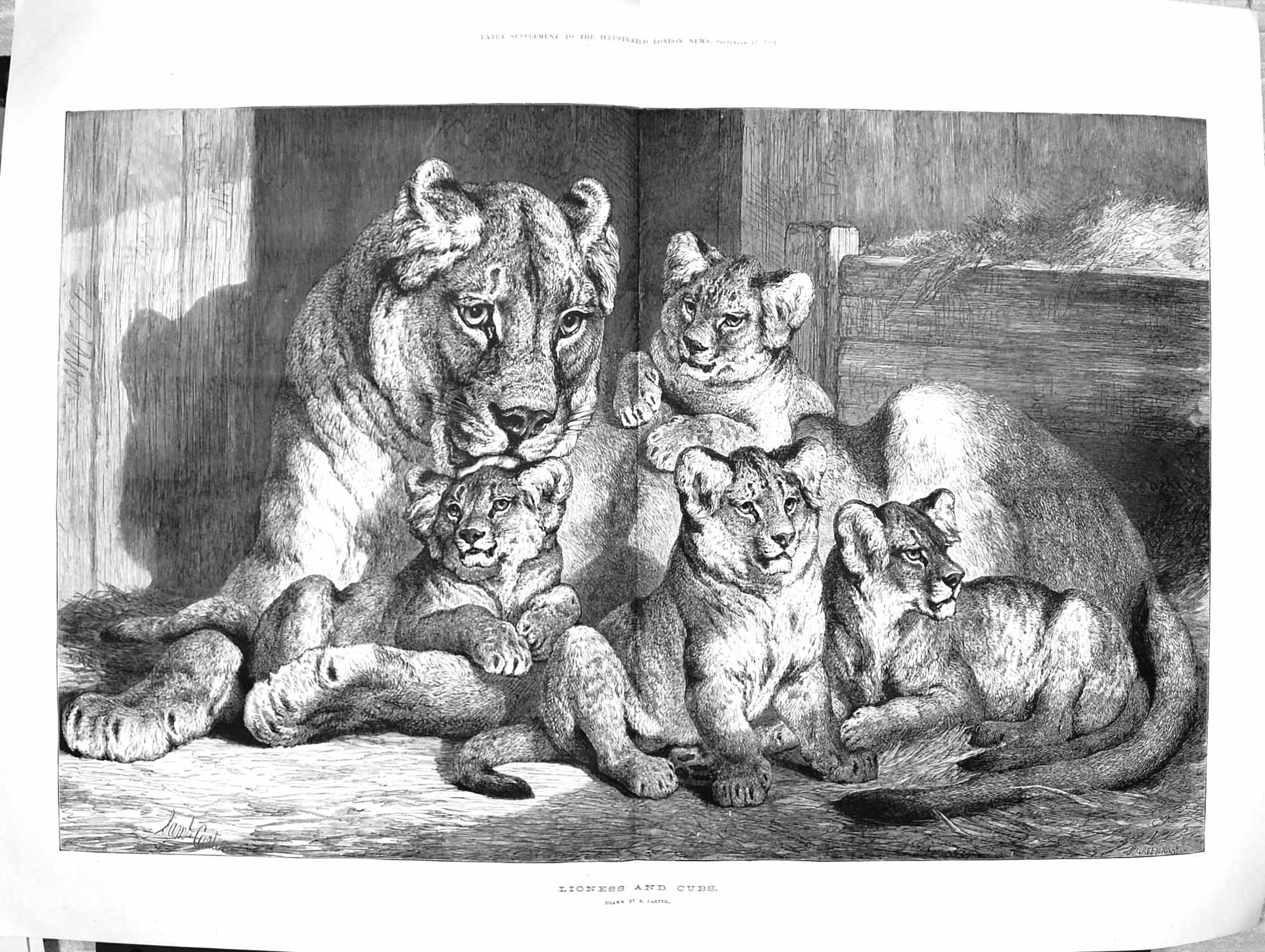 Original Old Antique Print 1881 Lioness Cubs Zoo Wild Animals Fine Art 19th