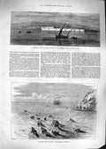 Original Old Antique Print 1881 Hammamet Tunis Devon Somerset Staghounds Sea