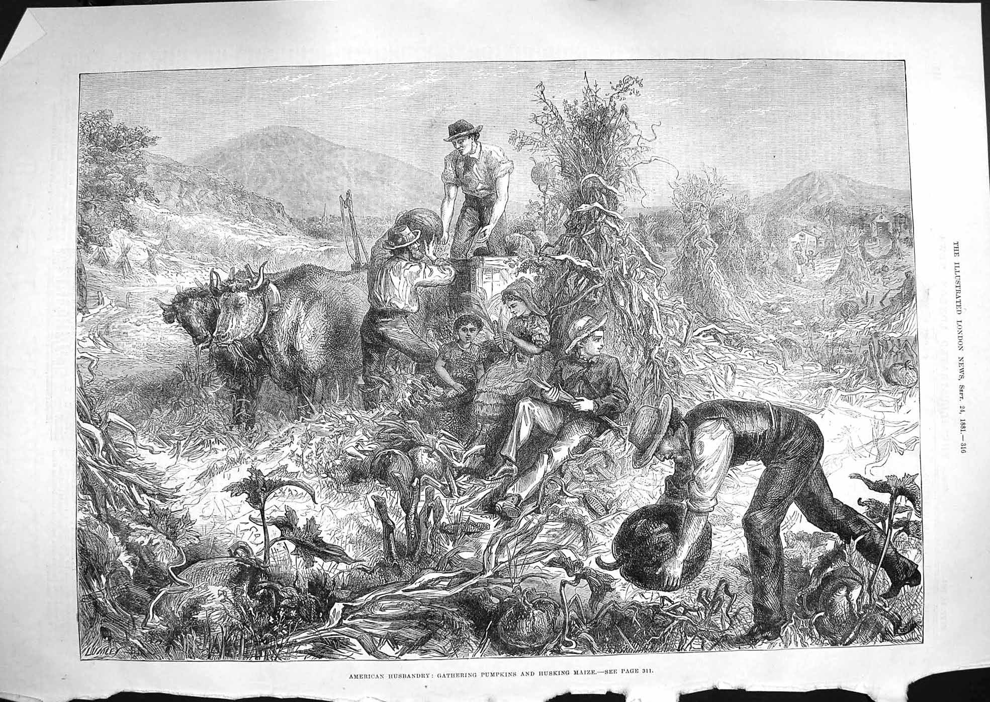 Original Old Antique Print 1881 Gathering Pumpkins Husking Maize America Fruit