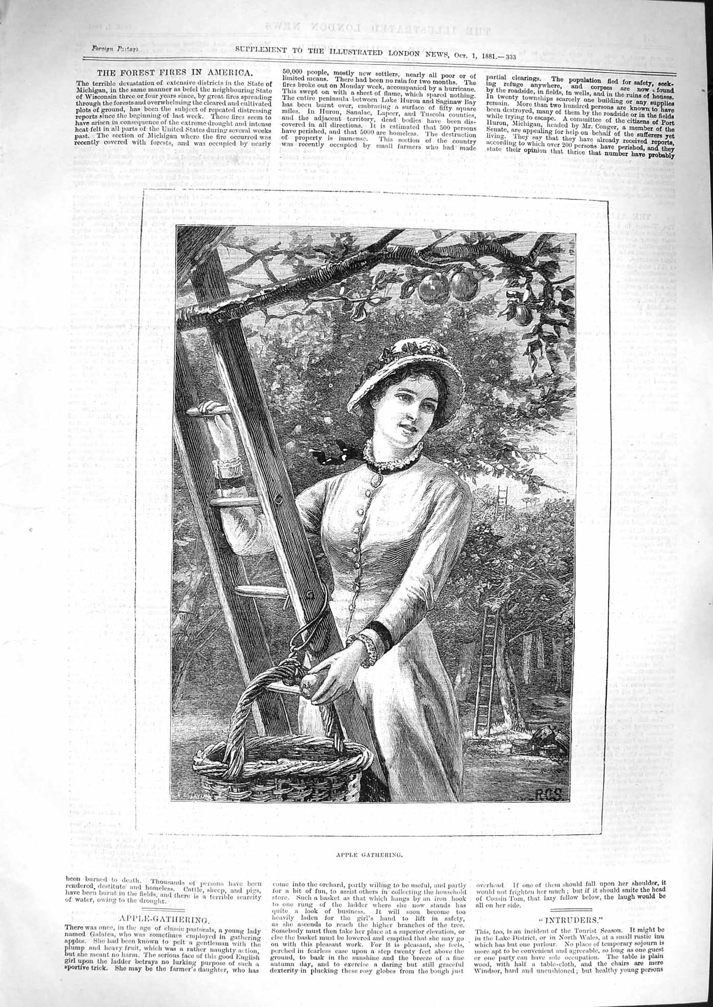 Original Old Antique Print 1881 Scene Lady Ladder Garden Apple Gathering Trees