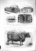 Original Old Antique Print 1881 Smithfield Cattle Cumming Heifer Tomb Crawford