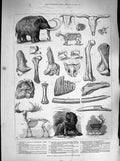 Original Old Antique Print 1883 Bones Extinct Animals Charing Cross Wooly 19th