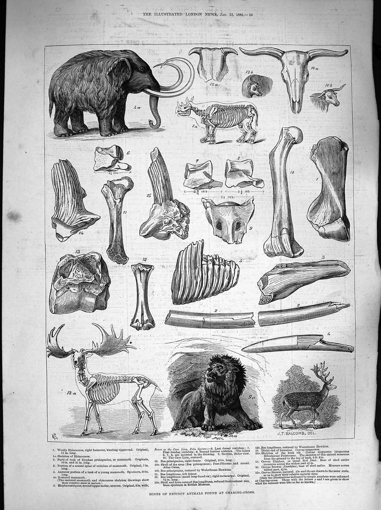 Original Old Antique Print 1883 Bones Extinct Animals Charing Cross Wooly 19th