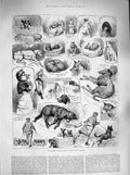 Old Antique Print 1883 Kennel Club Dog Show Crystal Palace Lady Brassey 19th