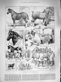Old Antique Print 1883 Cart Horse Show Agricultural Hall Gilbey Gelding 19th
