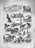 Original Old Antique Print 1883 Wild Horses Royal Aquarium Westminster Victorian