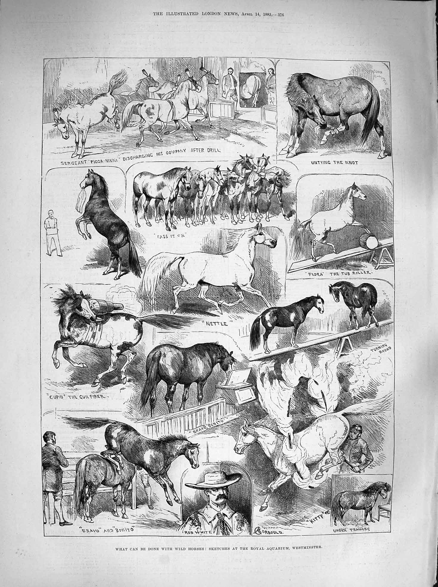 Original Old Antique Print 1883 Wild Horses Royal Aquarium Westminster Victorian