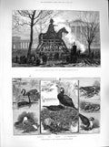 Old Antique Print 1883 Wellington Statue Hyde Park Birds Zoological Gull 19th