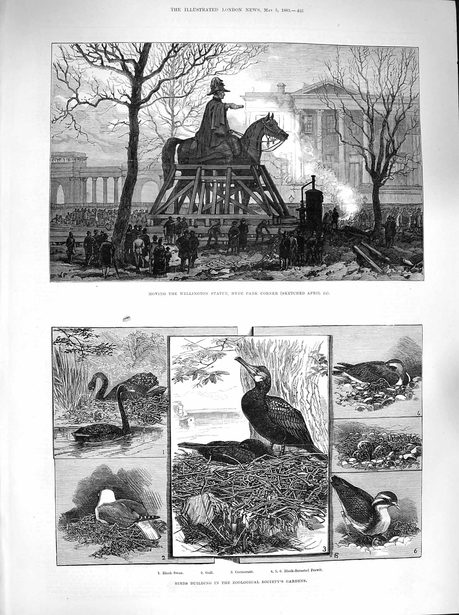 Old Antique Print 1883 Wellington Statue Hyde Park Birds Zoological Gull 19th