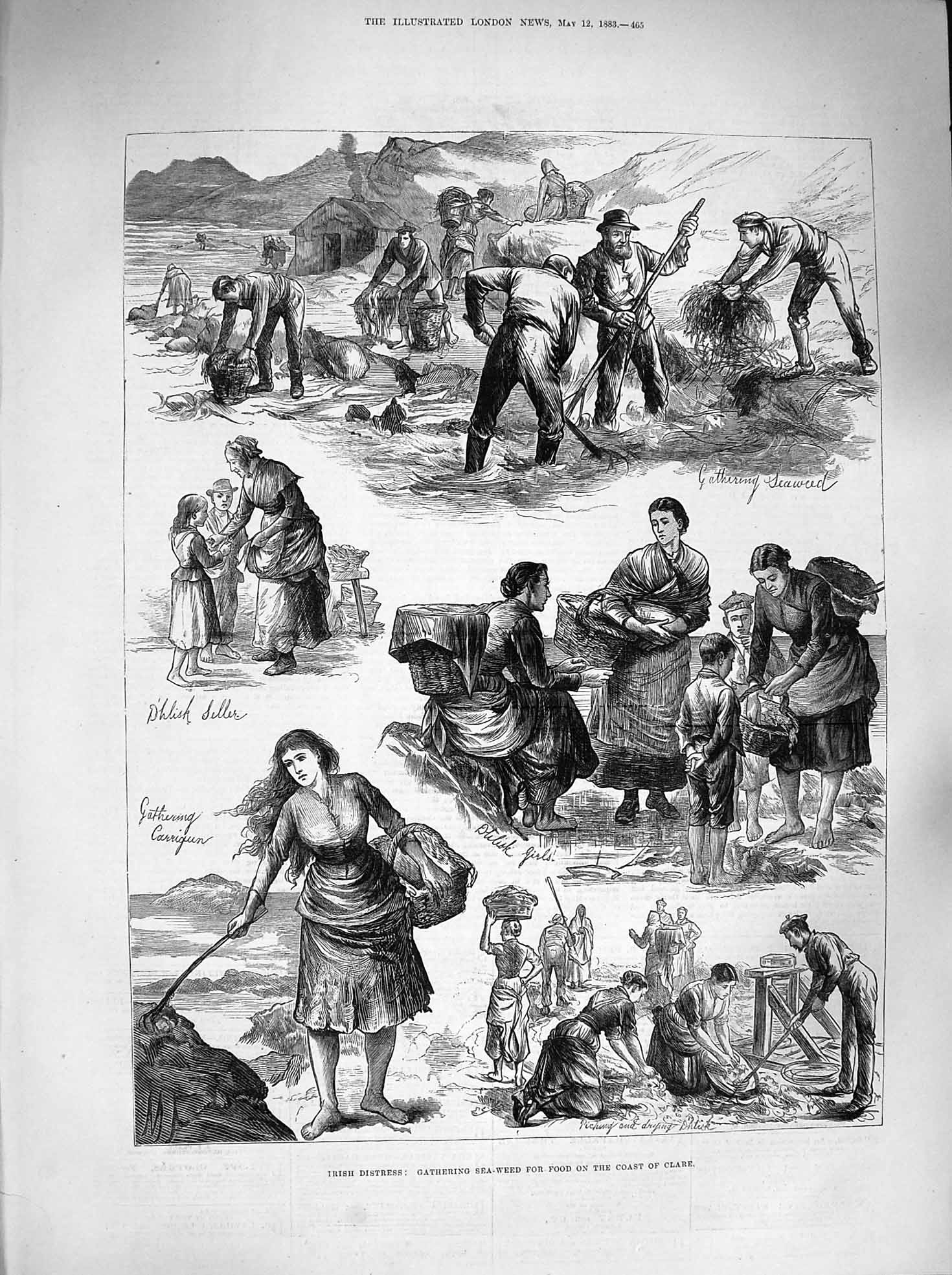 Old Antique Print 1883 Ireland Gathering Seeweed Food Clare Poor People 19th