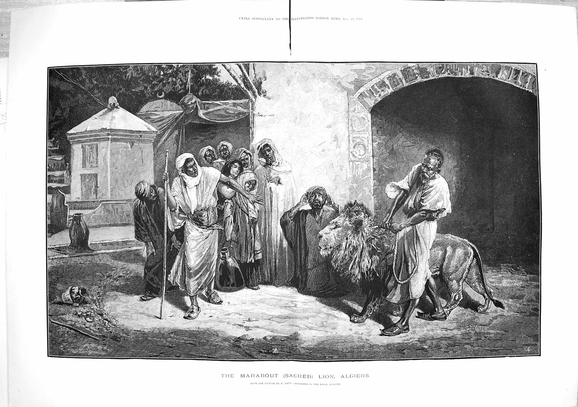Old Antique Print 1883 Marabout Sacred Lion Algiers Wild Animal Fine Art 19th