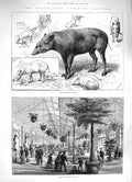 Old Antique Print 1883 Reptile House Babiroussa Family Zoological Gardens 19th