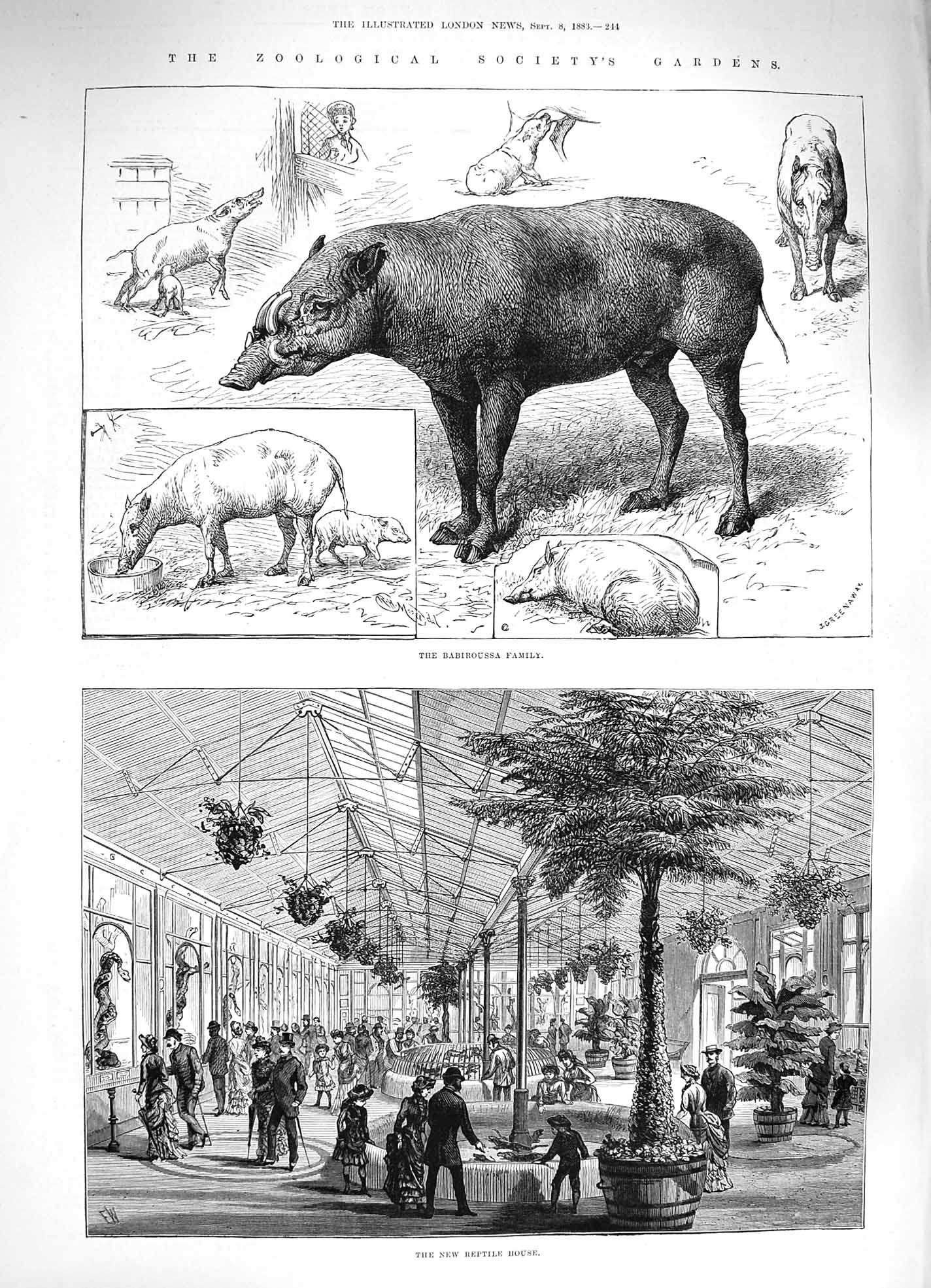 Old Antique Print 1883 Reptile House Babiroussa Family Zoological Gardens 19th