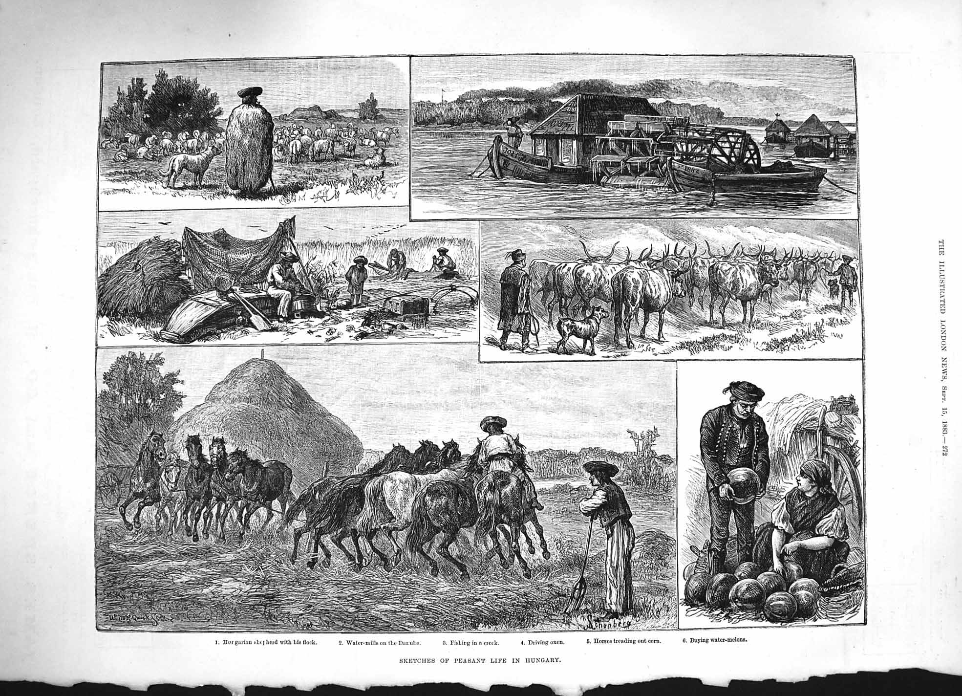 Original Old Antique Print 1883 Peasant Life Hungary Shepherd Water-Melons Oxen