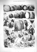 Original Old Antique Print 1883 Apple Congress Chiswick Lemon Pippins Pomerox